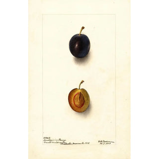 Prunus domestica Thanksgiving Prune - Deborah Griscom Passmore — artwork view