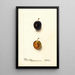 Prunus domestica Thanksgiving Prune - Deborah Griscom Passmore — framed artwork on a wall