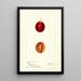 Reproduction of the painting Prunus domestica Truro - Deborah Griscom Passmore