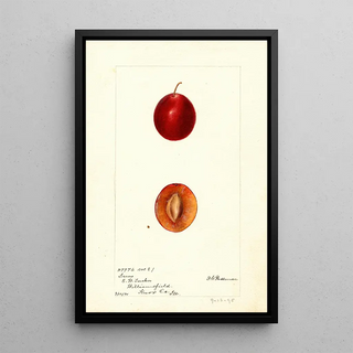 Reproduction of the painting Prunus domestica Truro - Deborah Griscom Passmore