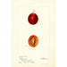 Reproduction of the painting Prunus domestica Truro - Deborah Griscom Passmore