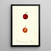 Reproduction of the painting Prunus domestica Warren - Deborah Griscom Passmore