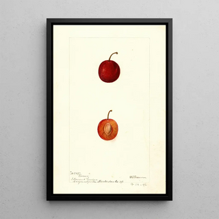 Reproduction of the painting Prunus domestica Warren - Deborah Griscom Passmore