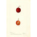 Reproduction of the painting Prunus domestica Warren - Deborah Griscom Passmore