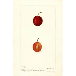 Reproduction of the painting Prunus domestica Warren - Deborah Griscom Passmore