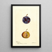 Reproduction of the painting Prunus domestica White Queen - Deborah Griscom Passmore