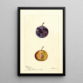 Reproduction of the painting Prunus domestica White Queen - Deborah Griscom Passmore