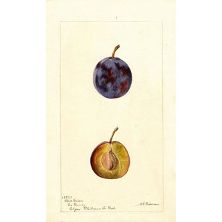 Reproduction of the painting Prunus domestica White Queen - Deborah Griscom Passmore