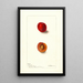 Reproduction of the painting Prunus domestica Wyant - Deborah Griscom Passmore