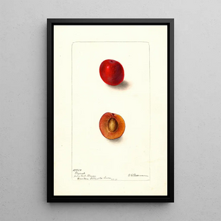 Reproduction of the painting Prunus domestica Wyant - Deborah Griscom Passmore