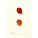 Reproduction of the painting Prunus domestica Wyant - Deborah Griscom Passmore