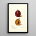 Reproduction of the painting Prunus domestica Yamhill - Deborah Griscom Passmore