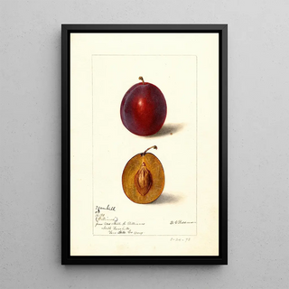 Reproduction of the painting Prunus domestica Yamhill - Deborah Griscom Passmore