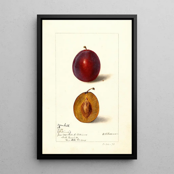 Reproduction of the painting Prunus domestica Yamhill - Deborah Griscom Passmore