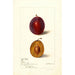 Reproduction of the painting Prunus domestica Yamhill - Deborah Griscom Passmore