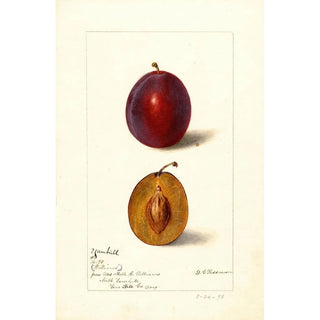 Reproduction of the painting Prunus domestica Yamhill - Deborah Griscom Passmore