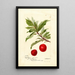 Reproduction of the painting Prunus domestica Yosobe - Deborah Griscom Passmore