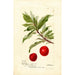 Reproduction of the painting Prunus domestica Yosobe - Deborah Griscom Passmore