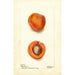 Prunus mume Blenheim - Deborah Griscom Passmore | Painting — artwork view