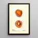 Prunus mume Blenheim - Deborah Griscom Passmore | Painting — framed artwork on a wall