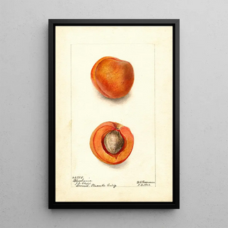 Prunus mume Blenheim - Deborah Griscom Passmore | Painting — framed artwork on a wall