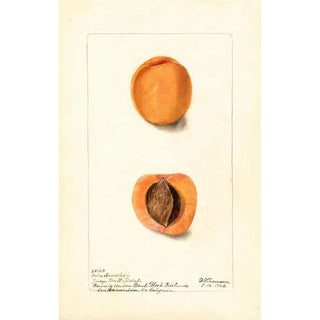 Reproduction of the painting Prunus mume Coles Hemskirk - Deborah Griscom Passmore