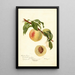 Reproduction of the painting Prunus persica Chinese - Deborah Griscom Passmore