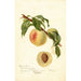Reproduction of the painting Prunus persica Chinese - Deborah Griscom Passmore