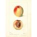Prunus persica Connett - Deborah Griscom Passmore — artwork view