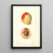 Prunus persica Connett - Deborah Griscom Passmore — framed artwork on a wall