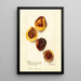 Reproduction of the painting Prunus persica Elberta - Deborah Griscom Passmore