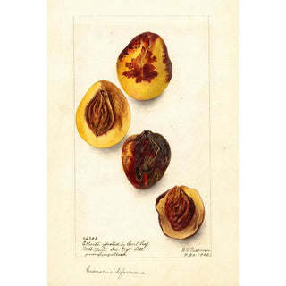 Reproduction of the painting Prunus persica Elberta - Deborah Griscom Passmore