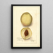Prunus persica Iron Mountain - Deborah Griscom Passmore — framed artwork on a wall