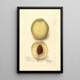 Prunus persica Iron Mountain - Deborah Griscom Passmore — framed artwork on a wall