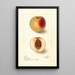 Reproduction of the painting Prunus persica Klondike - Deborah Griscom Passmore