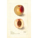 Reproduction of the painting Prunus persica Klondike - Deborah Griscom Passmore