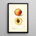 Reproduction of the painting Prunus persica Mammoth Strawberry - Deborah Griscom Passmore