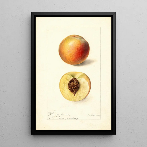 Reproduction of the painting Prunus persica Mammoth Strawberry - Deborah Griscom Passmore