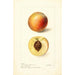 Reproduction of the painting Prunus persica Mammoth Strawberry - Deborah Griscom Passmore
