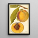 Prunus persica Marcella - Deborah Griscom Passmore — artwork view