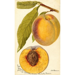 Prunus persica Marcella - Deborah Griscom Passmore — framed artwork on a wall