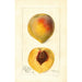 Prunus persica Mathews Beauty - Deborah Griscom Passmore — artwork view