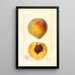 Prunus persica Mathews Beauty - Deborah Griscom Passmore — framed artwork on a wall
