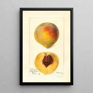 Prunus persica Mathews Beauty - Deborah Griscom Passmore — framed artwork on a wall