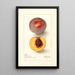 Reproduction of the painting Prunus persica Micado - Deborah Griscom Passmore