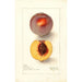 Reproduction of the painting Prunus persica Micado - Deborah Griscom Passmore