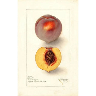 Reproduction of the painting Prunus persica Micado - Deborah Griscom Passmore