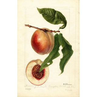 Prunus persica Nysson - Deborah Griscom Passmore | Painting — artwork view