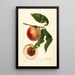 Prunus persica Nysson - Deborah Griscom Passmore | Painting — framed artwork on a wall