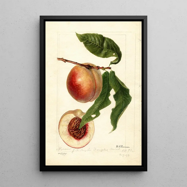 Prunus persica Nysson - Deborah Griscom Passmore | Painting — framed artwork on a wall